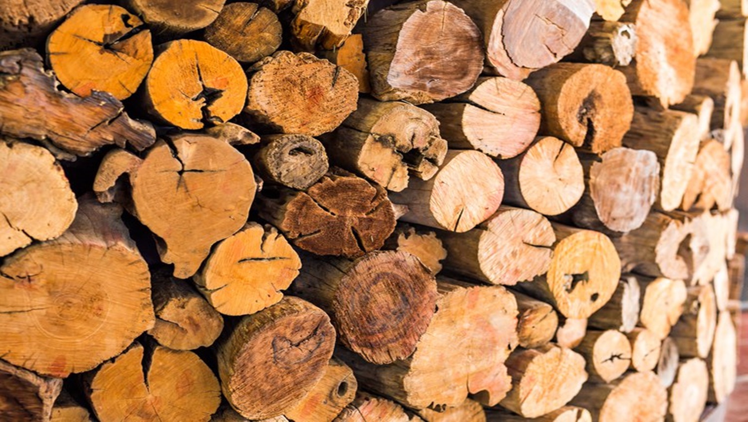 ÁRVORES: Sistema do SFB auxilia a identificar espécies de madeira florestal
