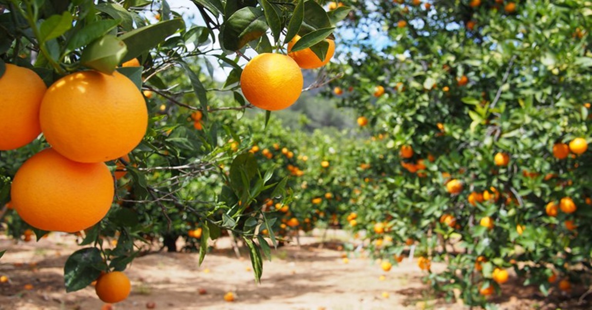 VALORES: Governo Federal reajusta preços mínimos para laranja, trigo e café