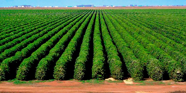 ÚLTIMA DÉCADA: Rondônia reduz 54% da área plantada com café e produtividade cresce 154%