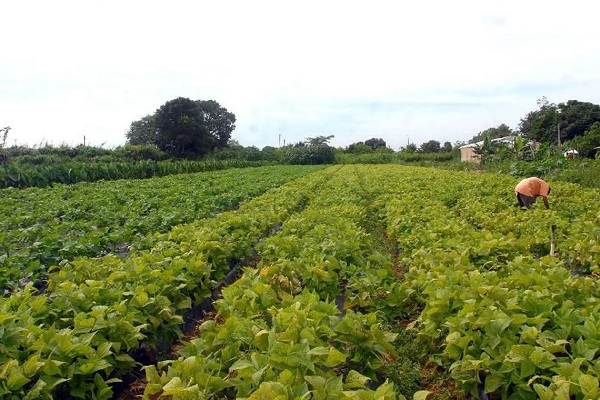 PESQUISA: Consumidores não acham que produção de alimento ameace o meio ambiente