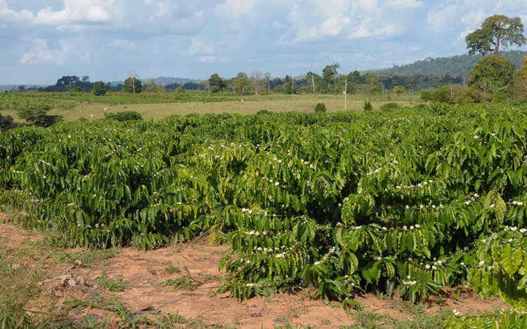 LAVOURA DO CAFÉ: Sustentabilidade na condução coloca RO entre os maiores produtores do país