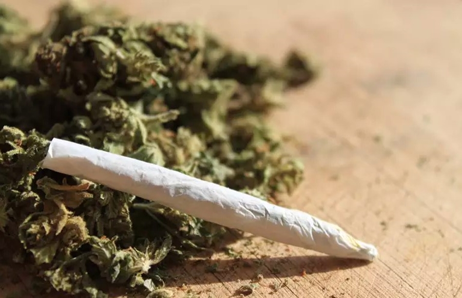 INFRAÇÃO: Lei que permite multa à usuários de maconha é promulgada em Rondônia