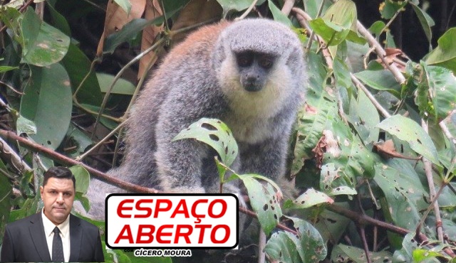 ESPAÇO ABERTO: Macaco raro é descoberto por pesquisadores em Rondônia