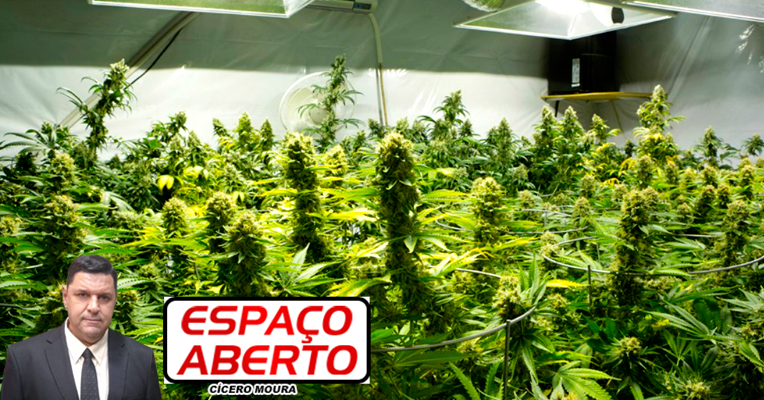 ESPAÇO ABERTO: Juiz autoriza família a plantar maconha para uso medicinal