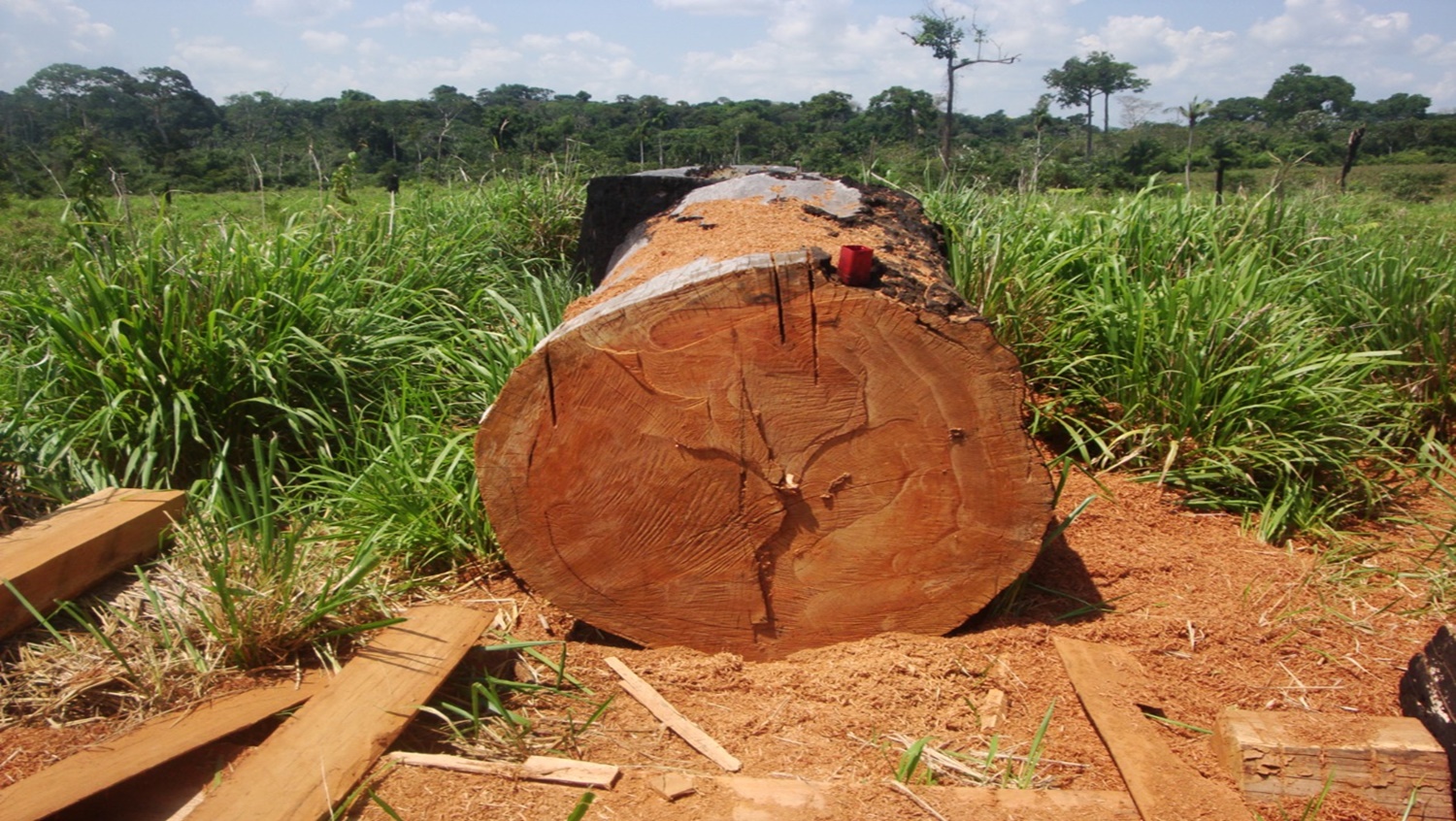 R$ 500 MIL: Empresas são condenadas pelo comércio ilegal de madeira de castanheira