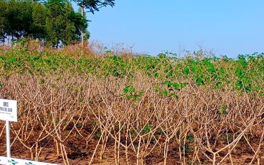 AGRICULTURA FAMILIAR: Nova tecnologia de produção de mandioca é apresentada pela Emater