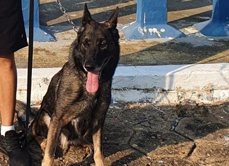 Cachorra farejadora é morta envenenada, confirma Polícia Militar 