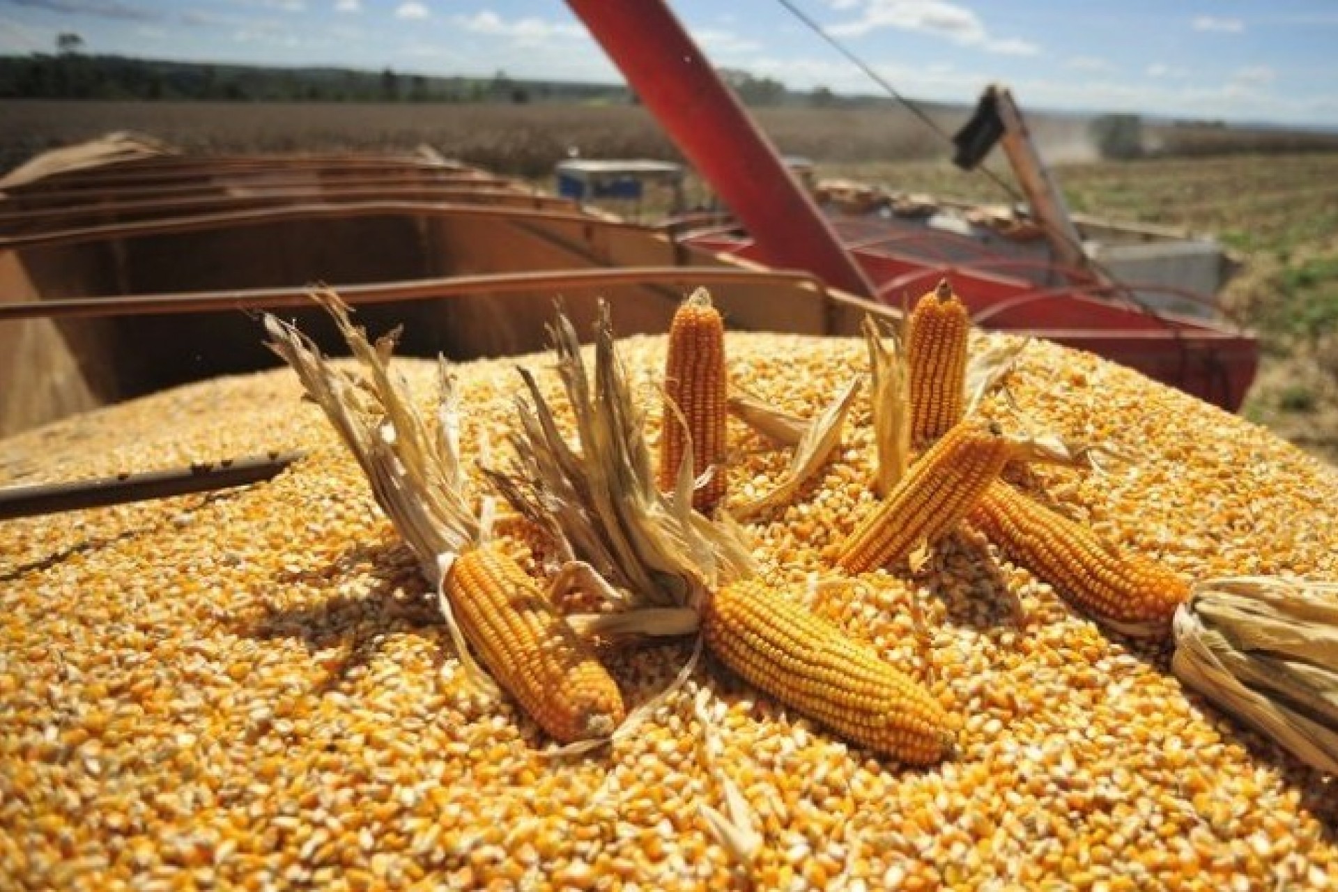 23%: Estimativa de aumento na produção de milho em relação à safra anterior