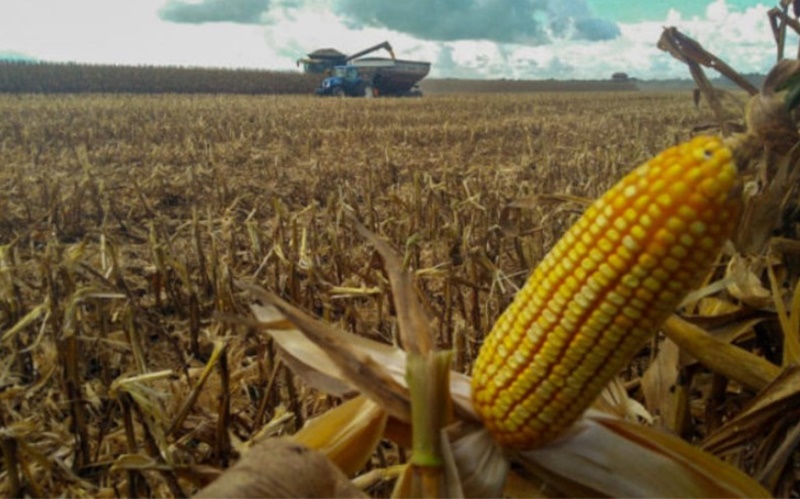 AUMENTO: Brasil fecha junho importando mais milho do que em 2021
