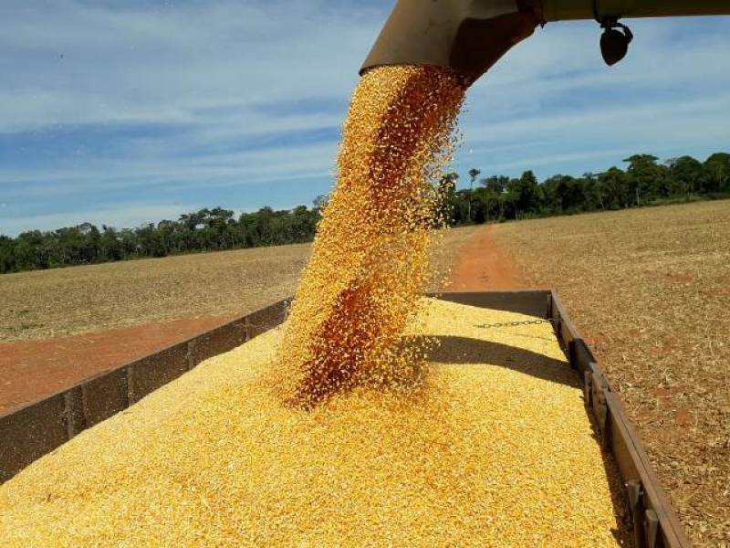 PRODUÇÃO: Apesar das perdas pontuais, produtores terão safra de milho histórica este ano