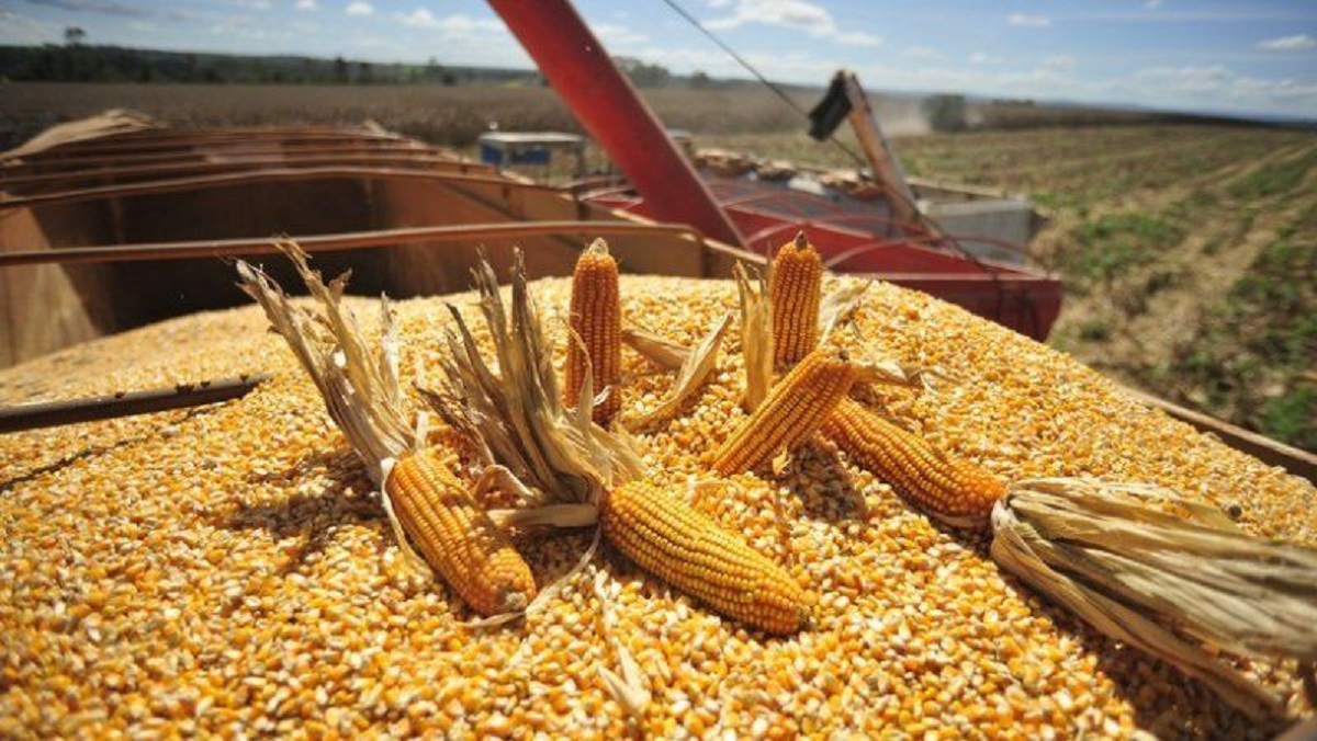 EM RONDÔNIA: Estimativa da Conab prevê aumento da produção de milho segunda safra