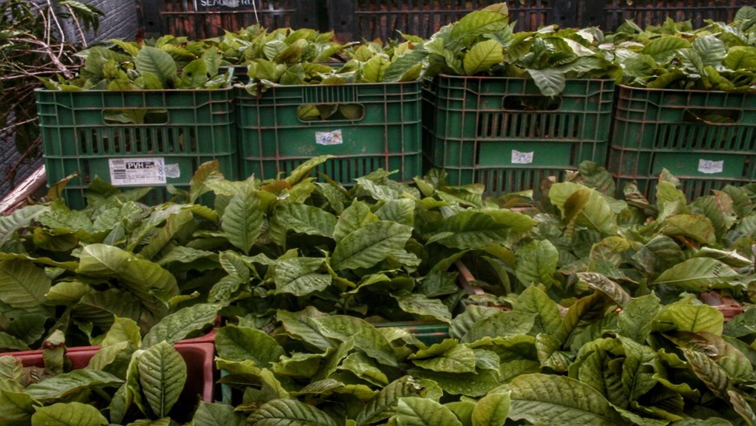 Secretaria de Agricultura realiza entrega de mudas clonais de café