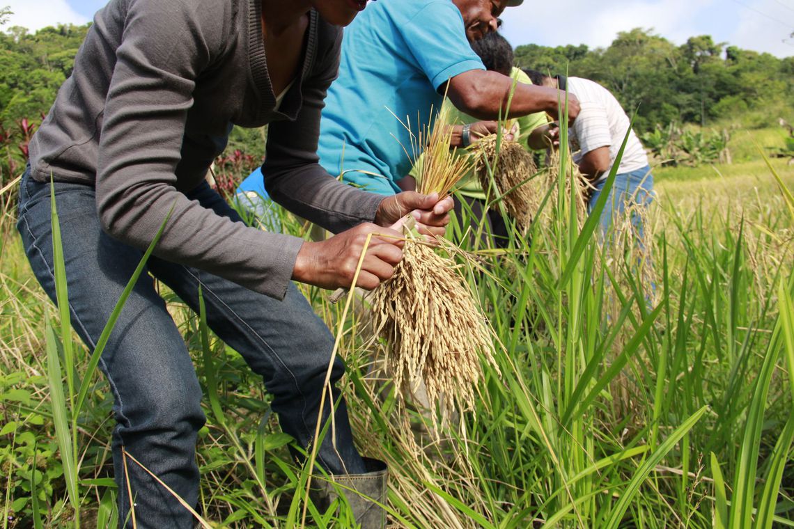 EXPORTAÇÃO: Governo comemora abertura do mercado mexicano para o arroz brasileiro