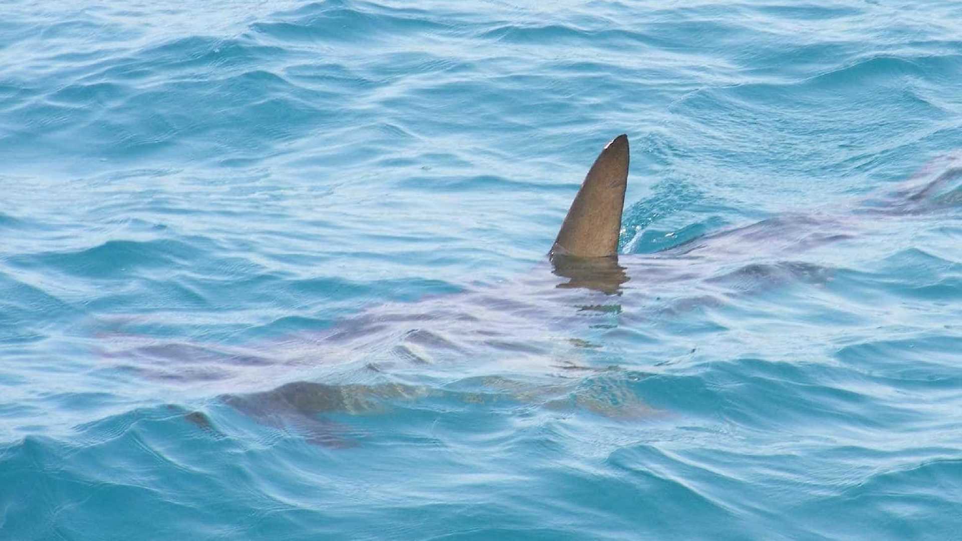 TRAGÉDIA: Morre rapaz atacado por tubarão em praia do Grande Recife