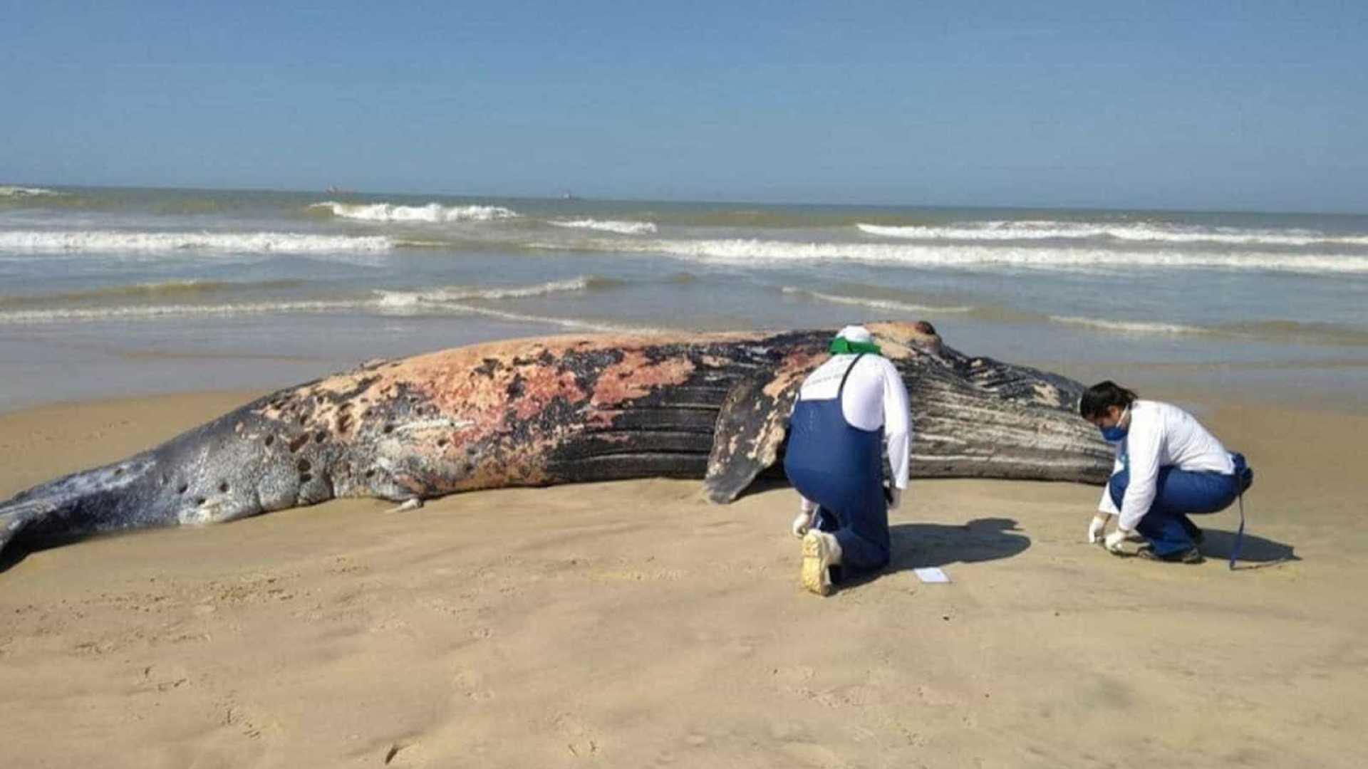 PRAIA DO AÇU: Baleia jubarte de 8 metros é encontrada morta na praia