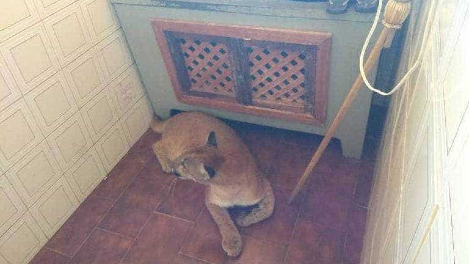 ANIMAL: Onça-parda é encontrada na lavanderia de casa