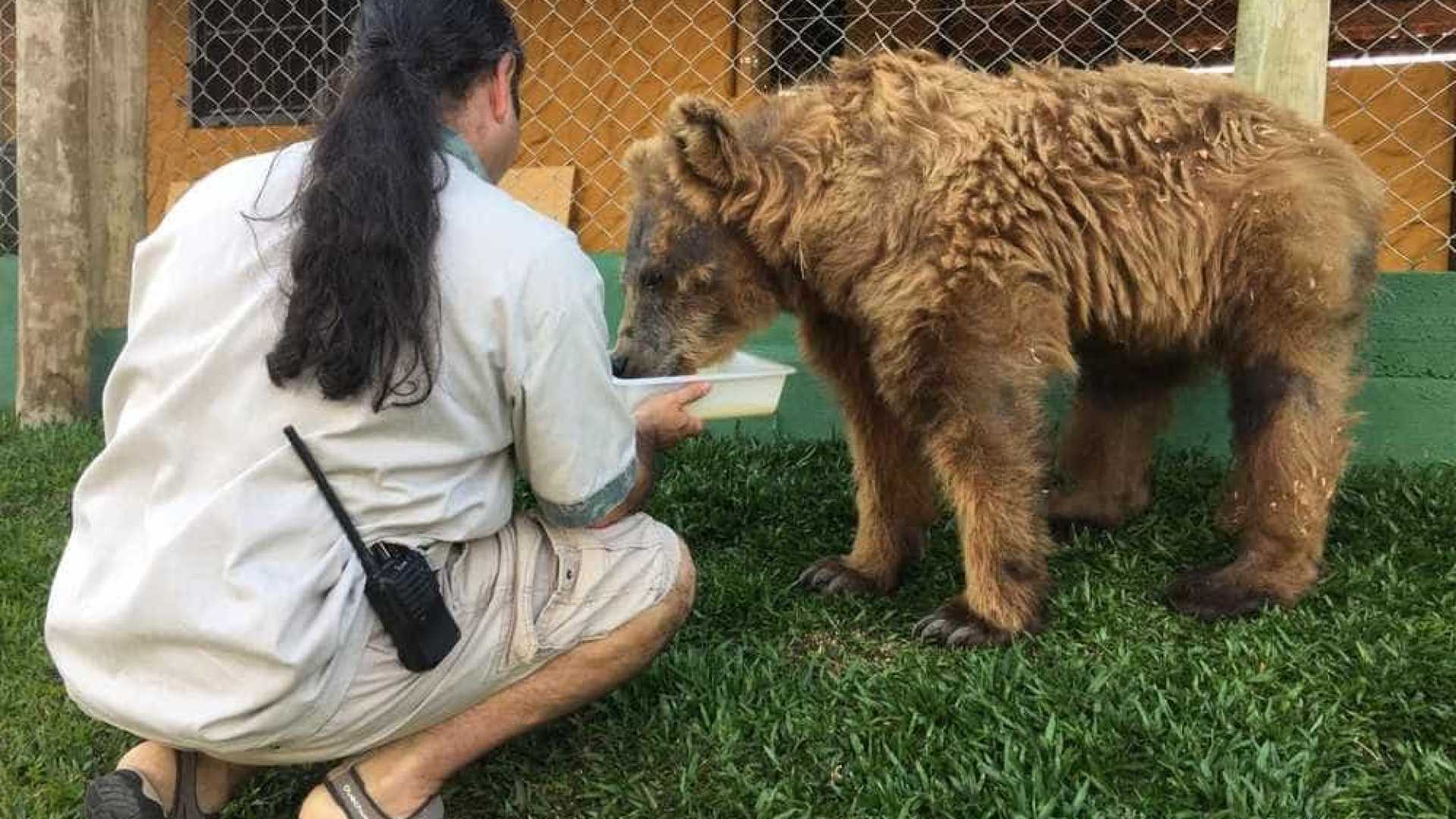 ADAPTAÇÃO: 'Ursa mais triste do mundo' ganha piscina para aliviar calor