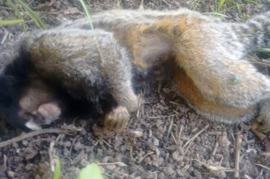 ÁREA RURAL: Macacos com febre amarela são encontrados mortos em RO