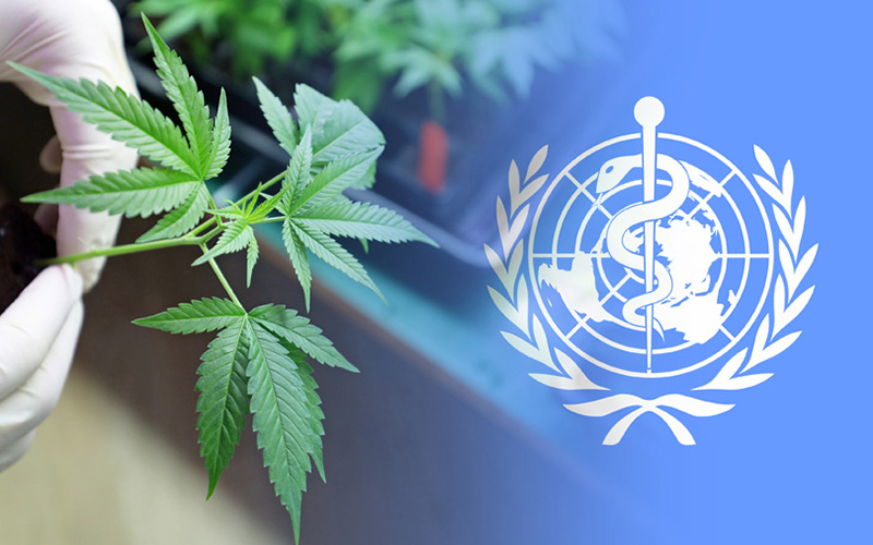 EVOLUÇÃO: Organização Mundial da Saúde remove cannabis da lista de 