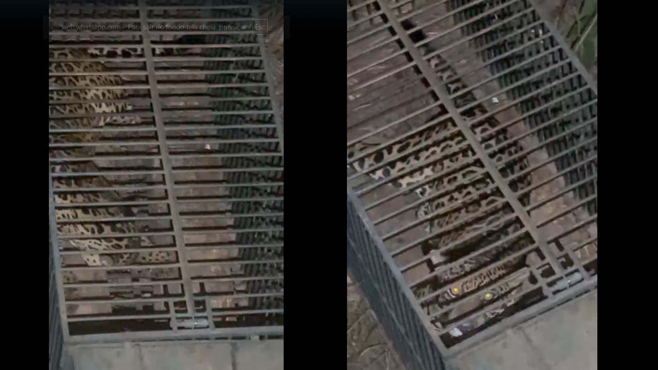 FIM DA BUSCA: Onça que entrou na cidade de Ji-Paraná foi capturada nesta noite