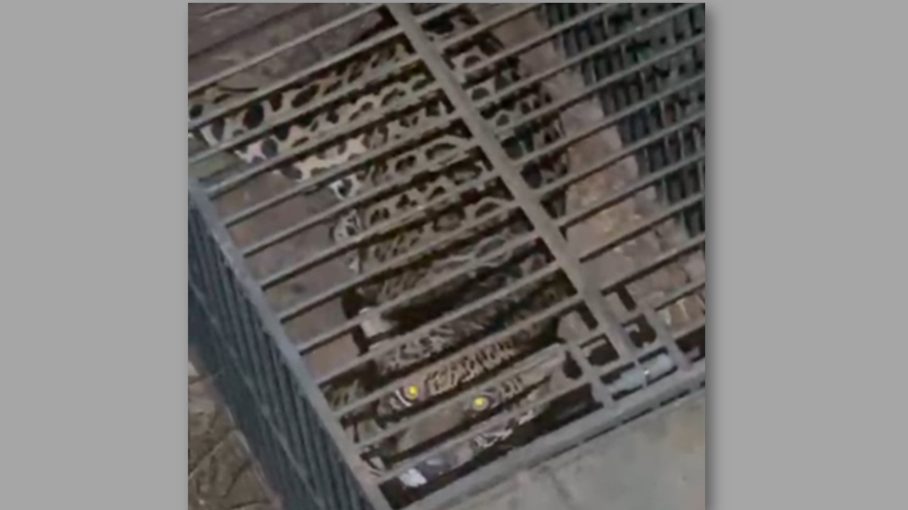 VÍDEO: Veja imagens de como foi a ação de captura da onça que aterrorizava Ji-Paraná