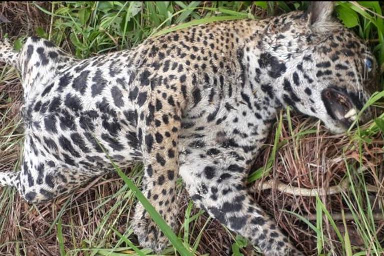 CRIME AMBIENTAL: Onça pintada é encontrada morta a tiro em reserva natural