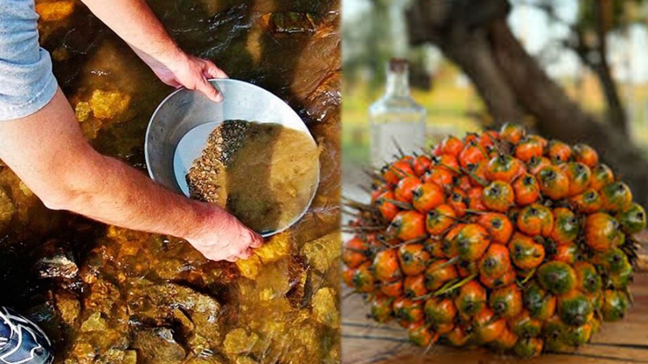 OURO E DENDÊ: Grupo criminoso amplia domínio na Amazônia com garimpo e exploração de dendê