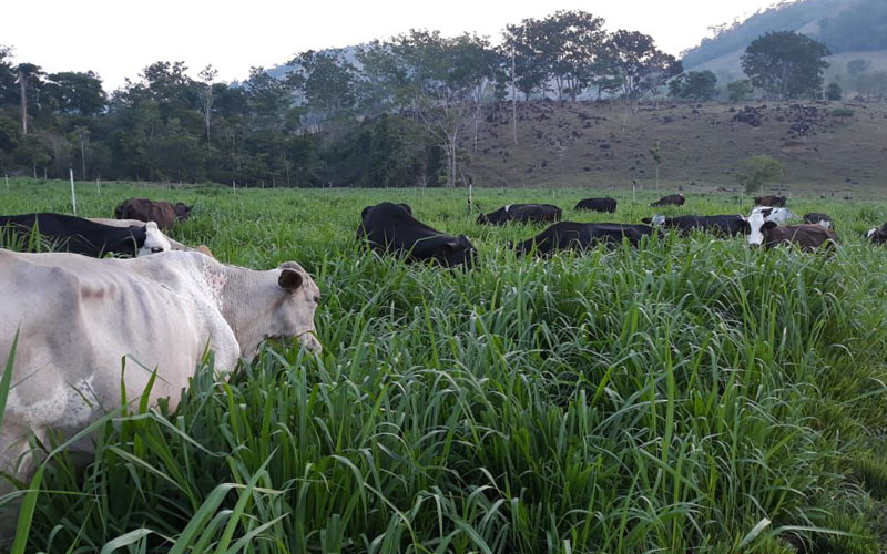 PECUÁRIA: Produtividade leiteira em Ministro Andreazza prova sustentabilidade