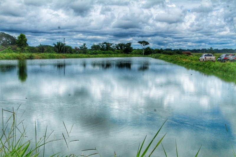 RELAÇÕES COMERCIAIS: Comissão espanhola conhece criação de peixes em Rondônia
