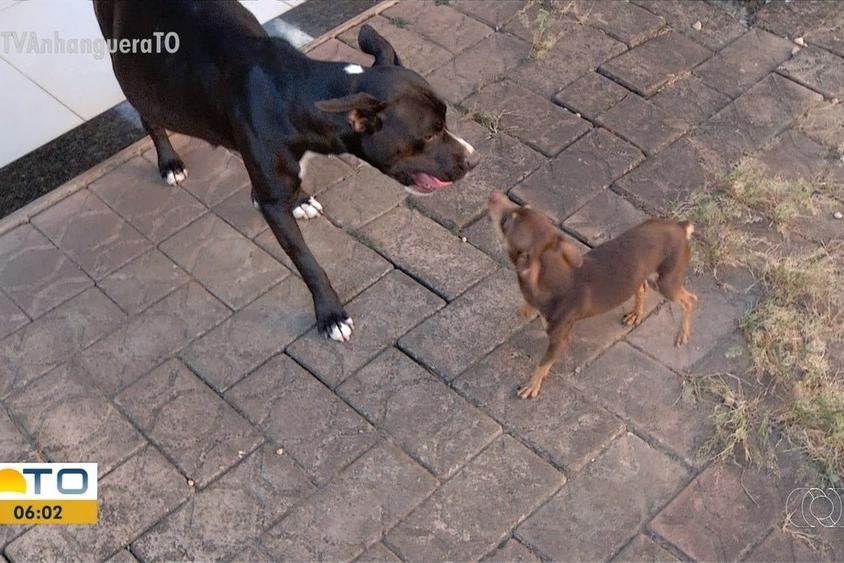 DEZ FILHOTES: Pinscher é suspeito de engravidar cadela pitbull e donos ficam surpresos