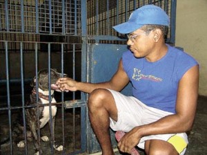 AMAZONAS-  Pit Bull vai para o sacrifício 