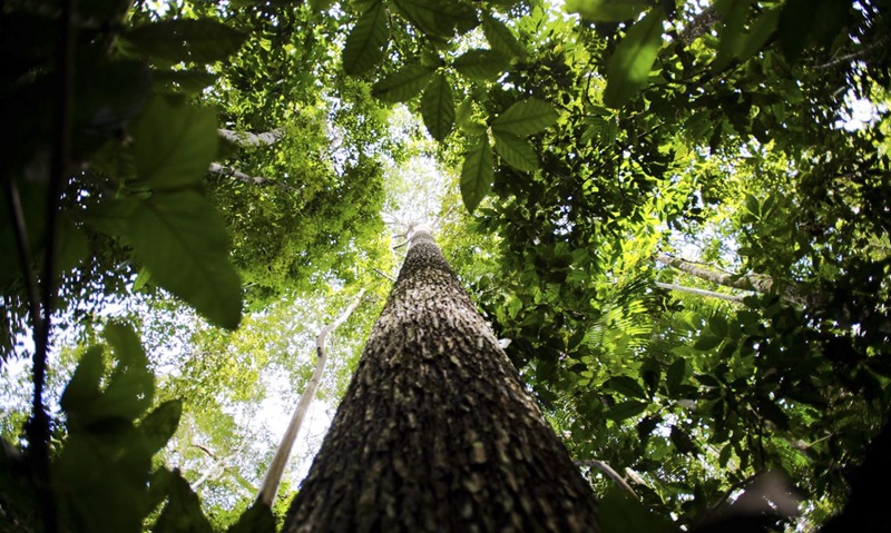 RIQUEZA: Amazônia tem entre 30mil e 40 mil espécies só de plantas