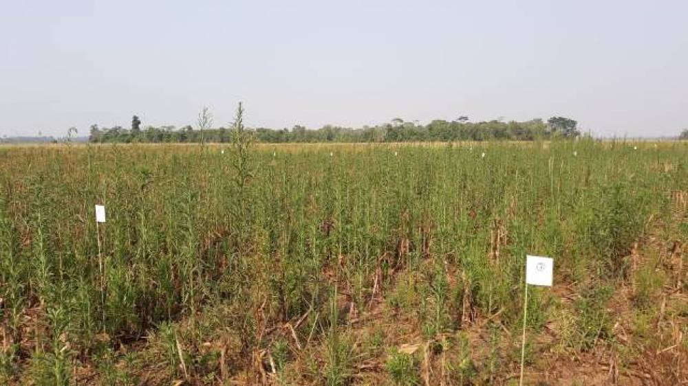 EMPECILHO: Plantas daninhas de difícil controle atormentam produtores rurais em RO