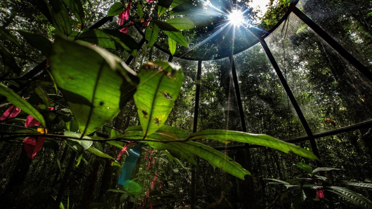 EM SIMULAÇÃO: Plantas da Amazônia reagem às mudanças climáticas para absorver nutrientes
