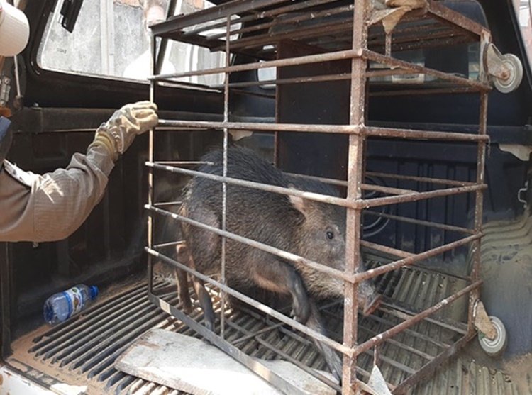 SUSTO: Mais um porco do mato aparece na região central de Porto Velho