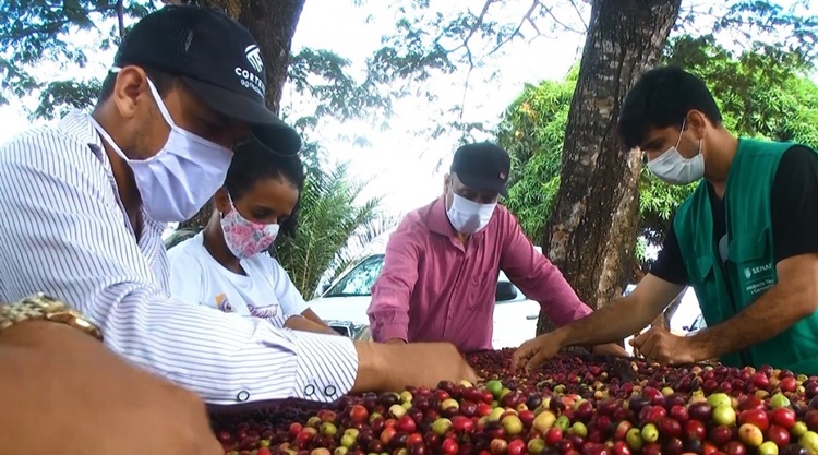 ROLIM DE MOURA: Produtores se preparam para o concurso de Qualidade e Sustentabilidade do Café