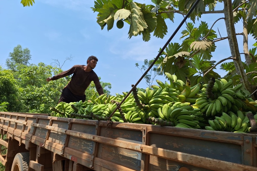 AGRICULTURA: PVH avança na produção de banana, macaxeira, café e outras culturas