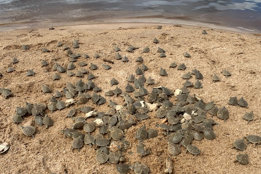 DIA DO MEIO AMBIENTE: Energisa desenvolve ações de preservação ambiental que ganham destaque