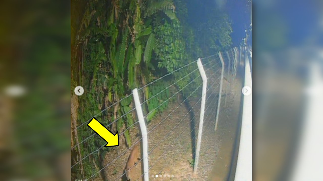 ALERTA DE CAUTELA: Onça-parda é flagrada em área urbana próxima ao Parque Circuito, em Porto Velho