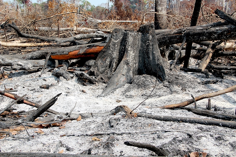 CHAMAS: 1793 focos de incêndio são registrados na manhã desse segunda (16) em RO