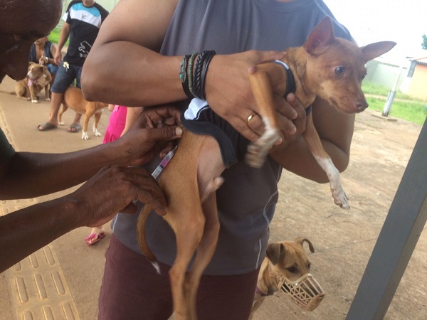 RAIVA ANIMAL: Campanha de vacinação será dia 17 deste mês em Porto Velho