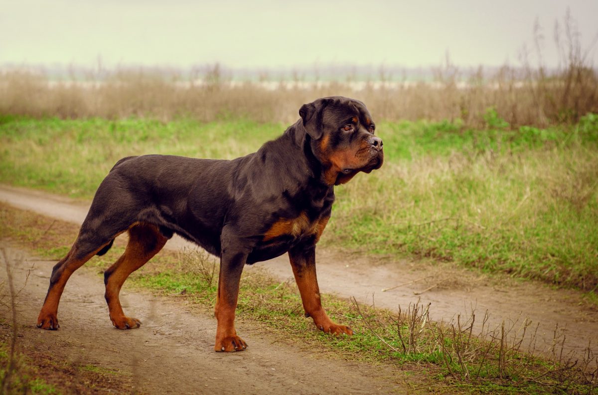 TRAGÉDIA: Bebê de 1 ano é atacado por cão rottweiler, vai para o hospital mas acaba morto