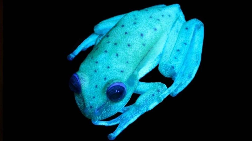 FOTOS: Pesquisadores encontram espécie de sapo fluorescente em Rondônia