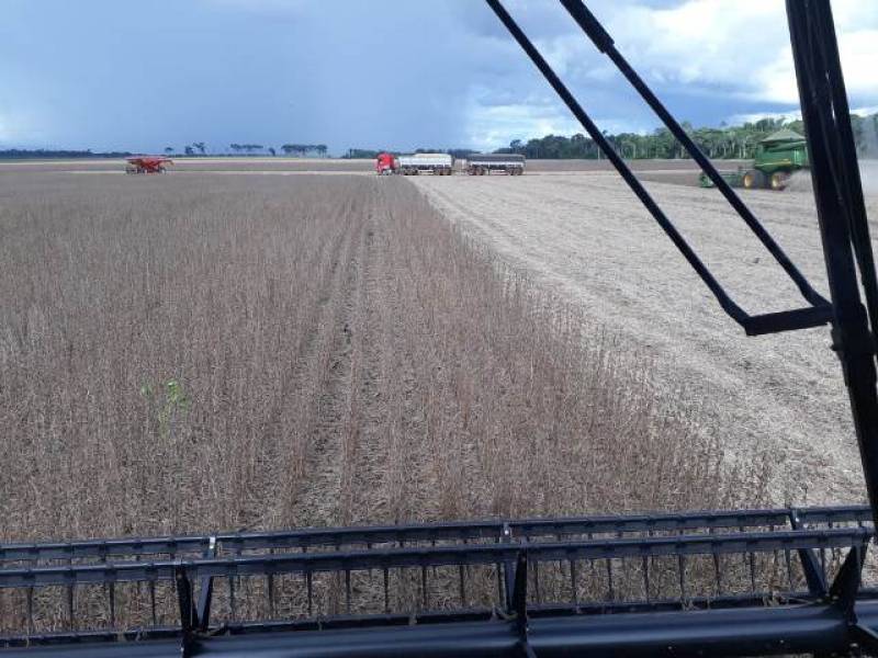 Começa colheita de soja em RO; índices de produtividade surpreendem agricultores