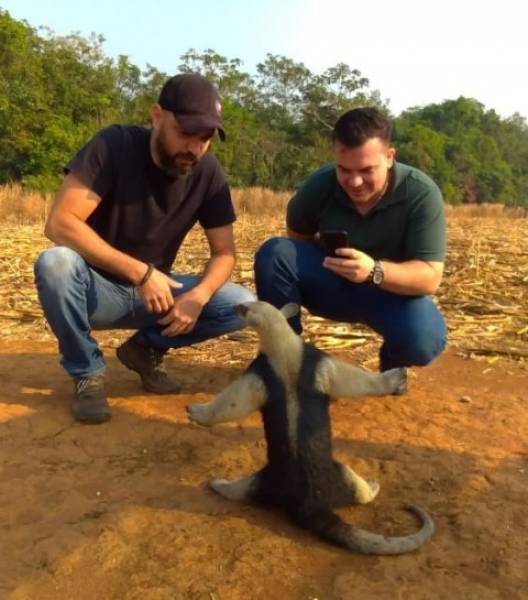 NO DIA DA AMAZÔNIA - VÍDEO: Animais resgatados durante queimadas são devolvidos à natureza