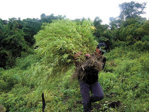 Amazonas - Apreendida uma tonelada de maconha no Igarapé do Café Grande 