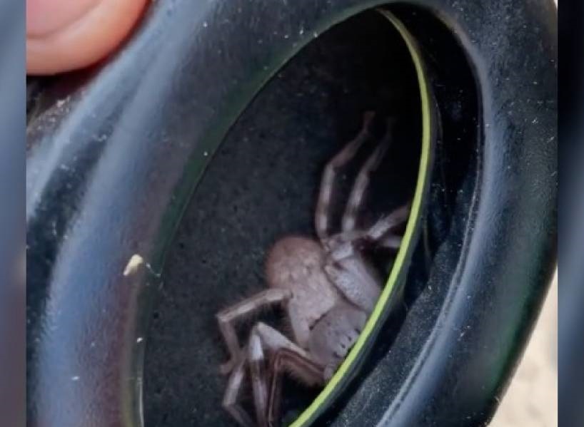 VEJA VÍDEO: Homem encontra aranha escondida em fone de ouvido após sentir cócegas