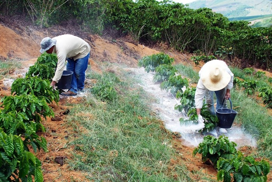 LEBRINHA: Indicação de deputada garante mudas de Café Clonal e Calcário no estado