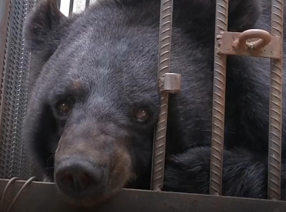 Depois de dois anos, chinesa descobre que seu pet não era um cachorro