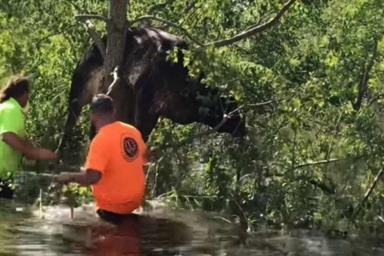 ACONTECEU: Após passagem de furacão, vaca é encontrada em cima de árvore